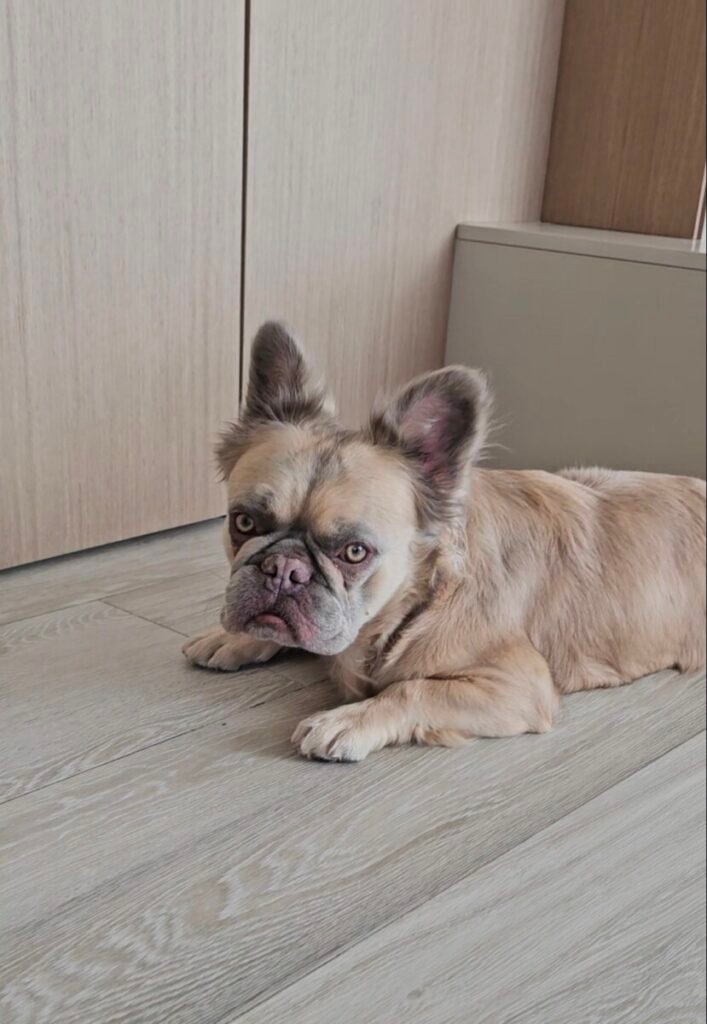 Best professional odor removal in Broward FL